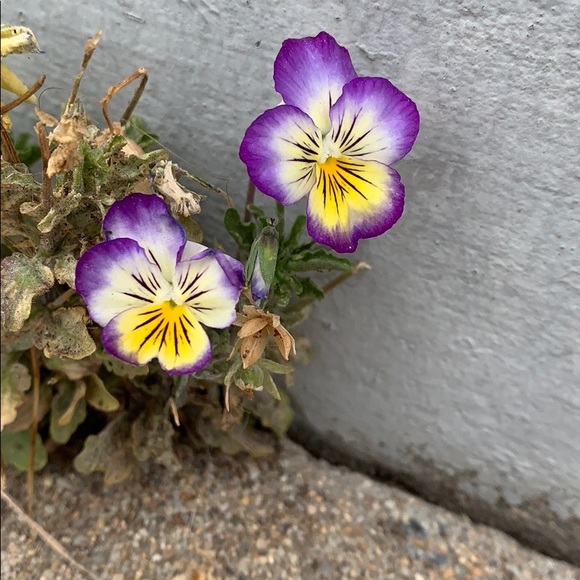 Party host tomorrow!! new blues PLS SHARE listing!! Follow game - Picture 5 of 12